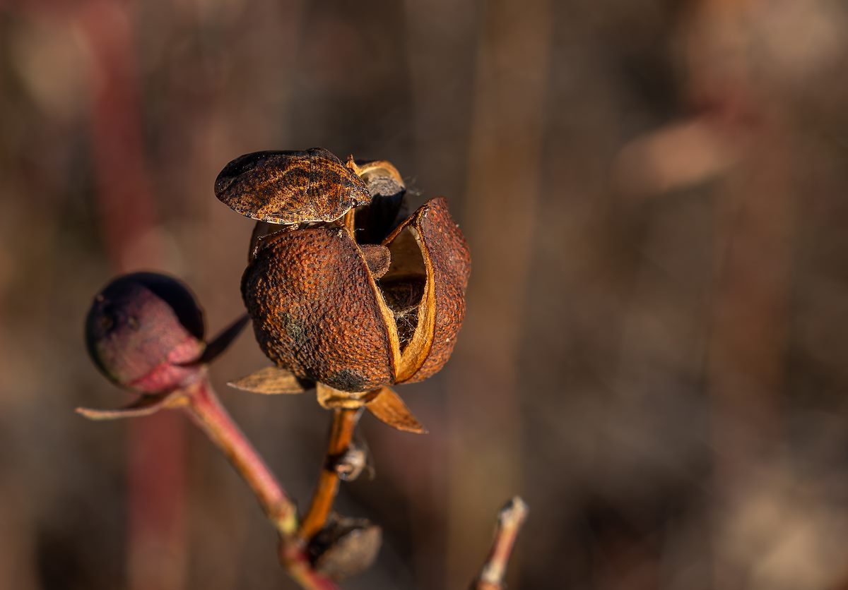 2022 December Desert Cotton Bug 01