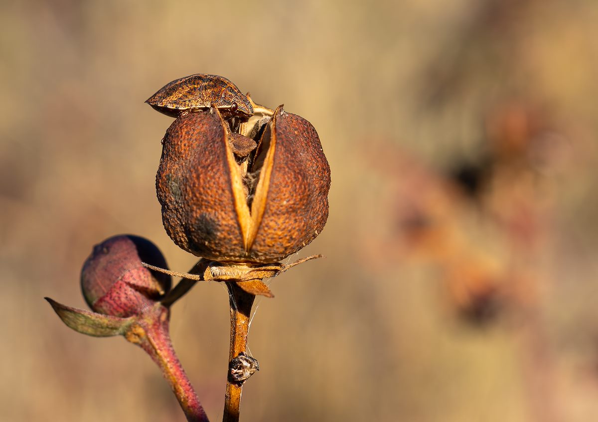 2022 December Desert Cotton Bug 02