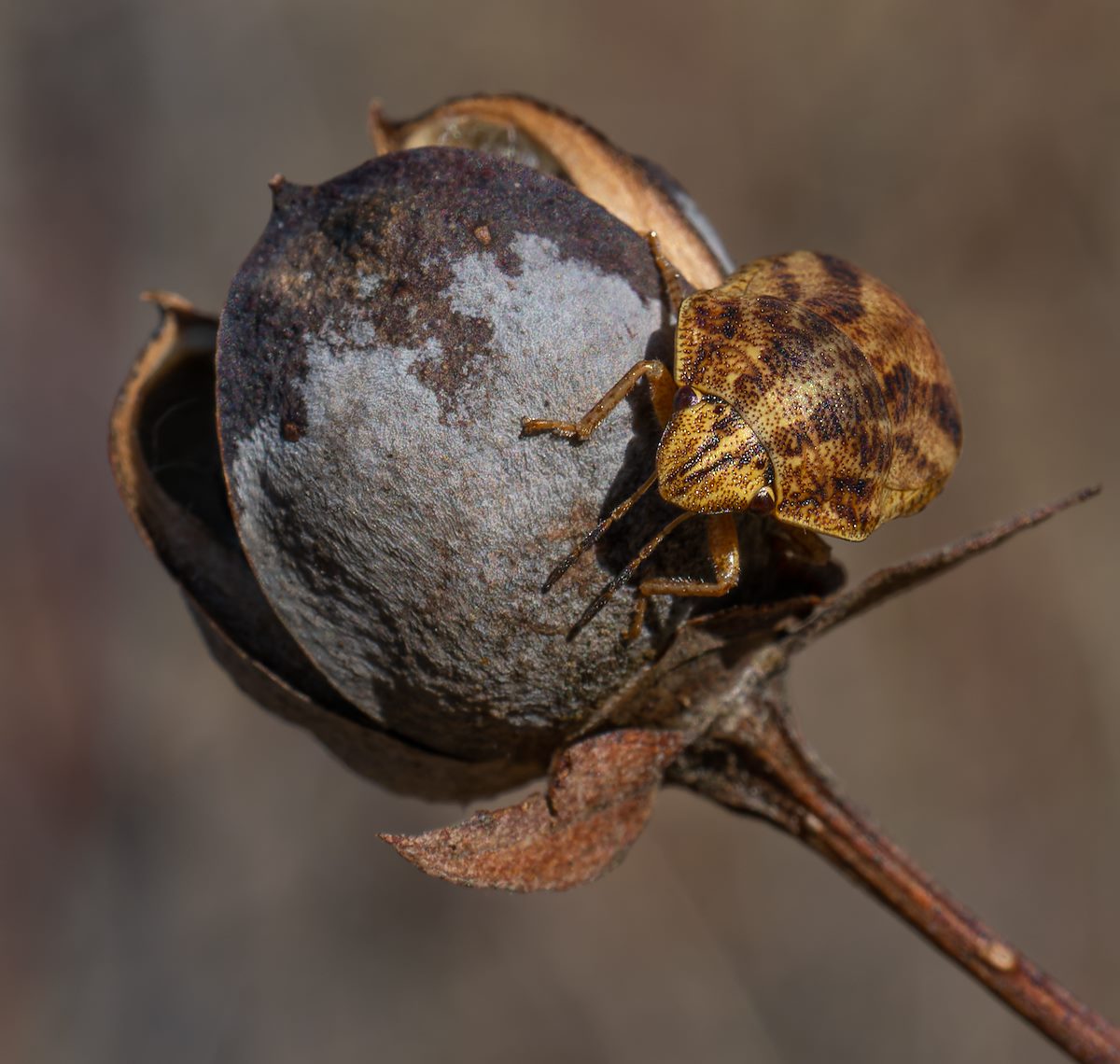 2022 December Desert Cotton Bug 03