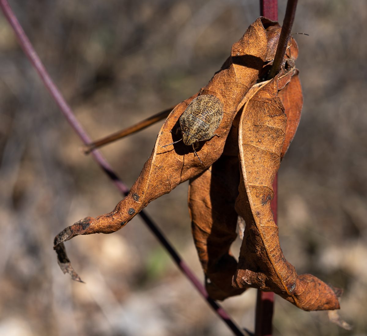 2022 December Desert Cotton Bug 04