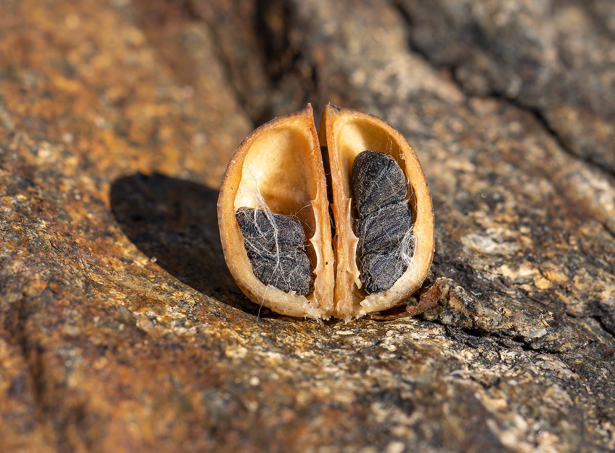 2022 December Desert Cotton Seeds