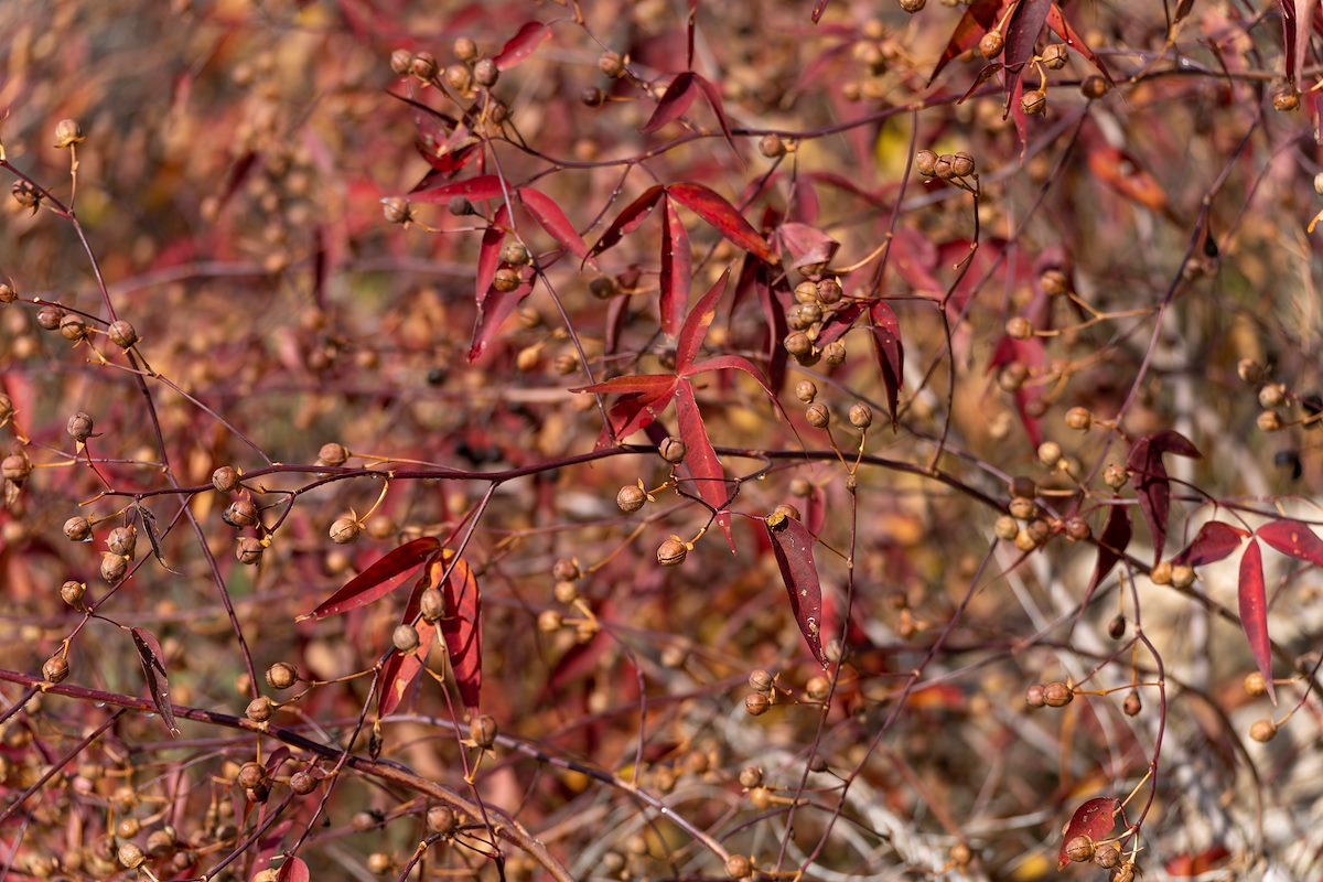 2022 December Desert Cotton