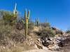 2022 December Forked Saguaro and Canyon