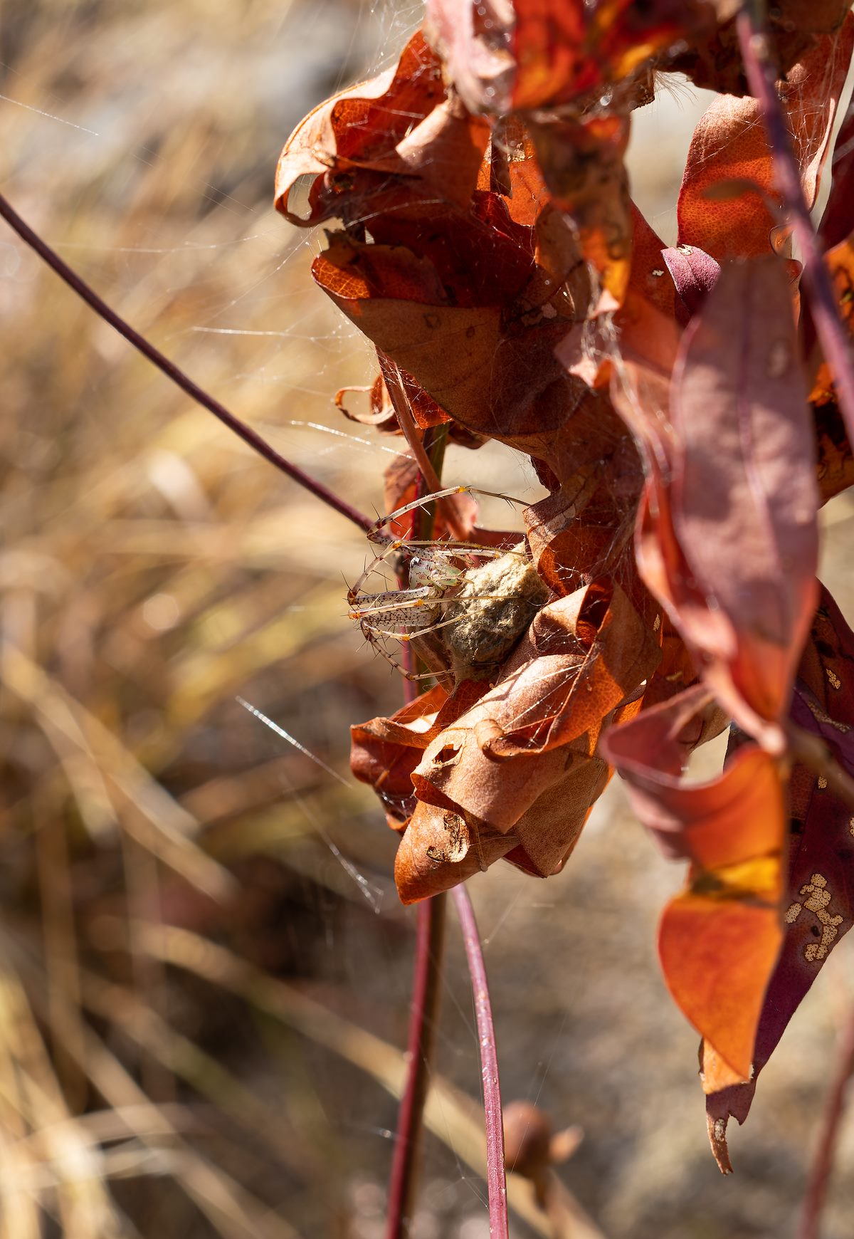 2022 December Green Lynx Spider on Desert Cotton