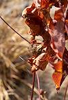 2022 December Green Lynx Spider on Desert Cotton