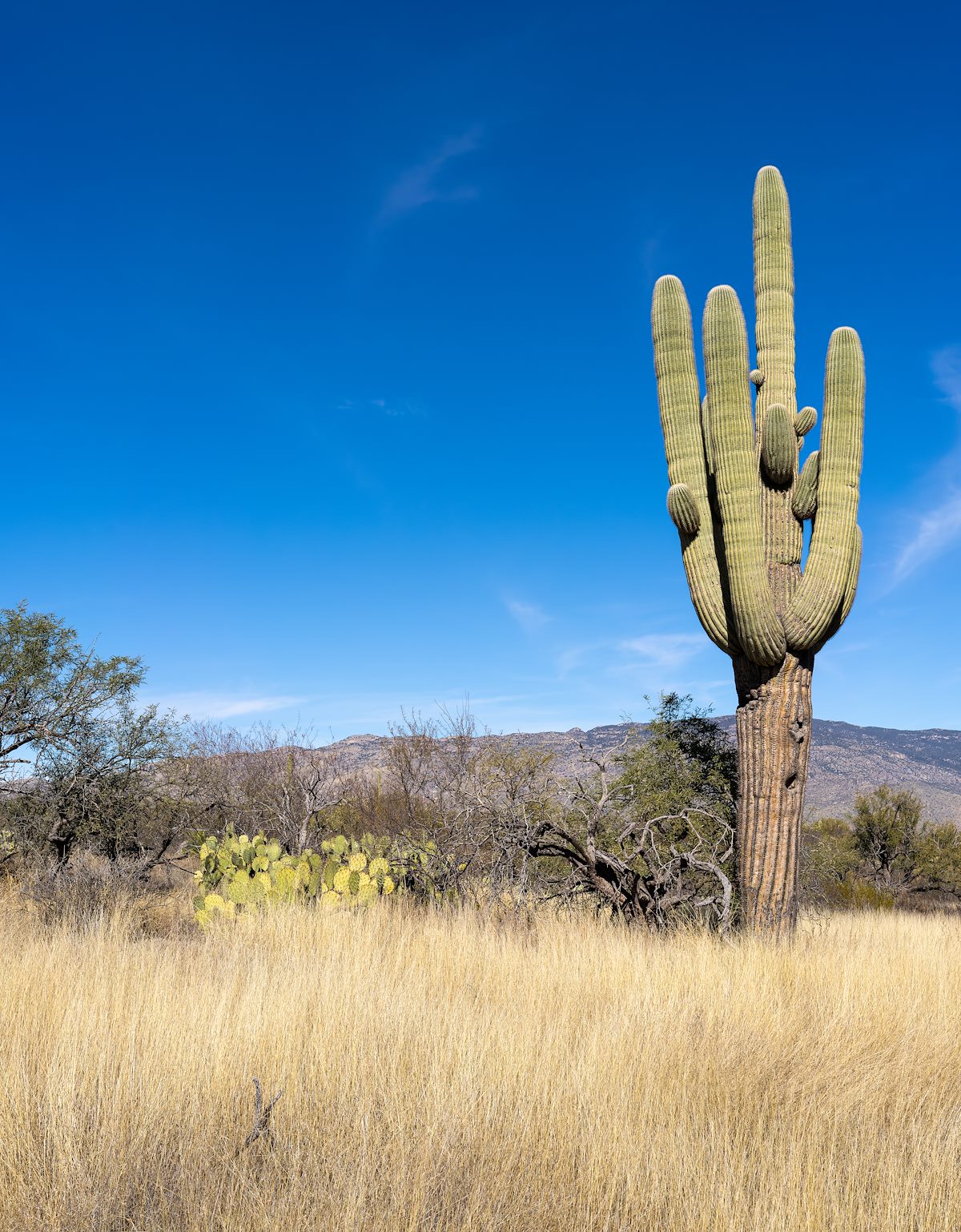 2022 December Saguaro and Grass