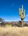 2022 December Saguaro and Grass