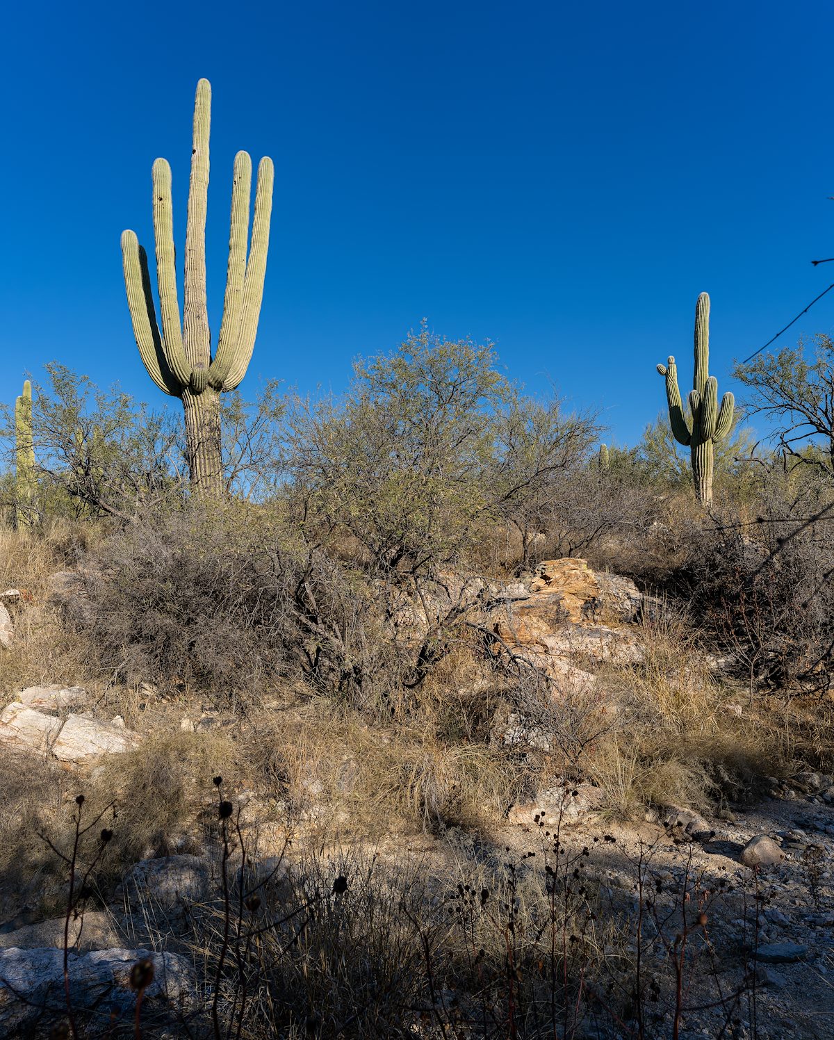 2022 December Saguaros Above a Small Canyon