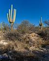 2022 December Saguaros Above a Small Canyon