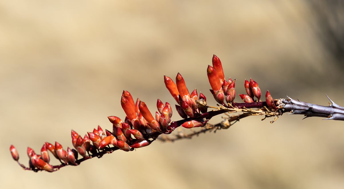 2022 February Ocotillo