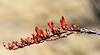 2022 February Ocotillo