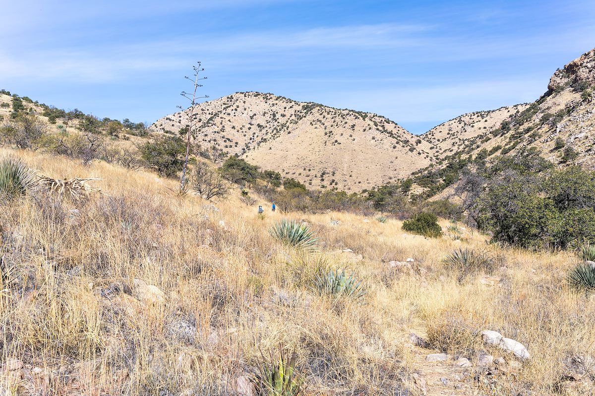 2022 January Looking up Guindani Canyon on the Cottonwood Saddle Trail