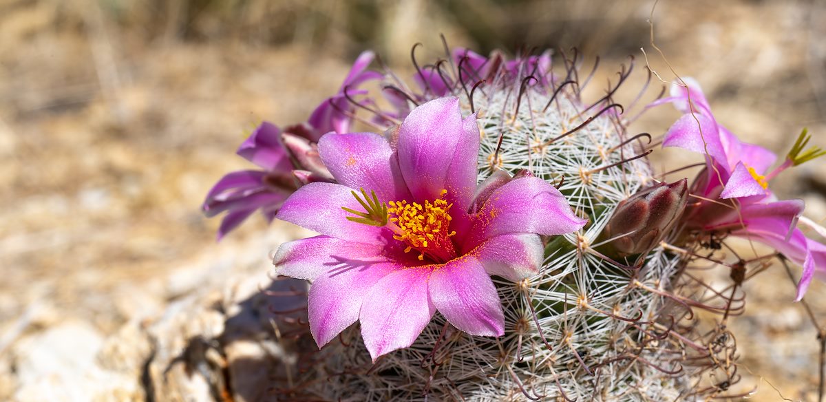 2022 July Blooming Graham's Nipple Cactus 01