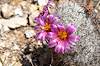 2022 July Blooming Graham's Nipple Cactus 02