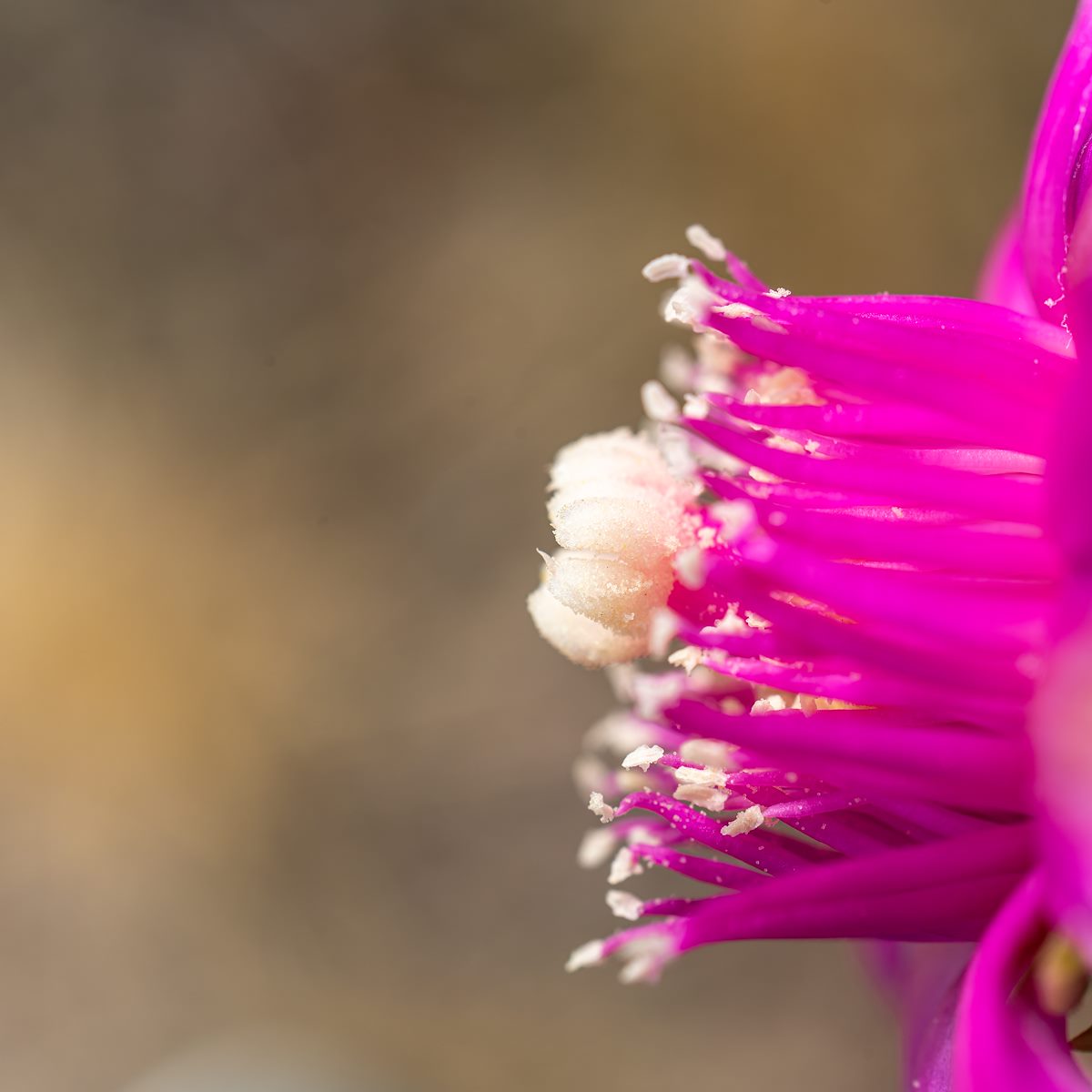 2022 July Chain Fruit Cholla Flower