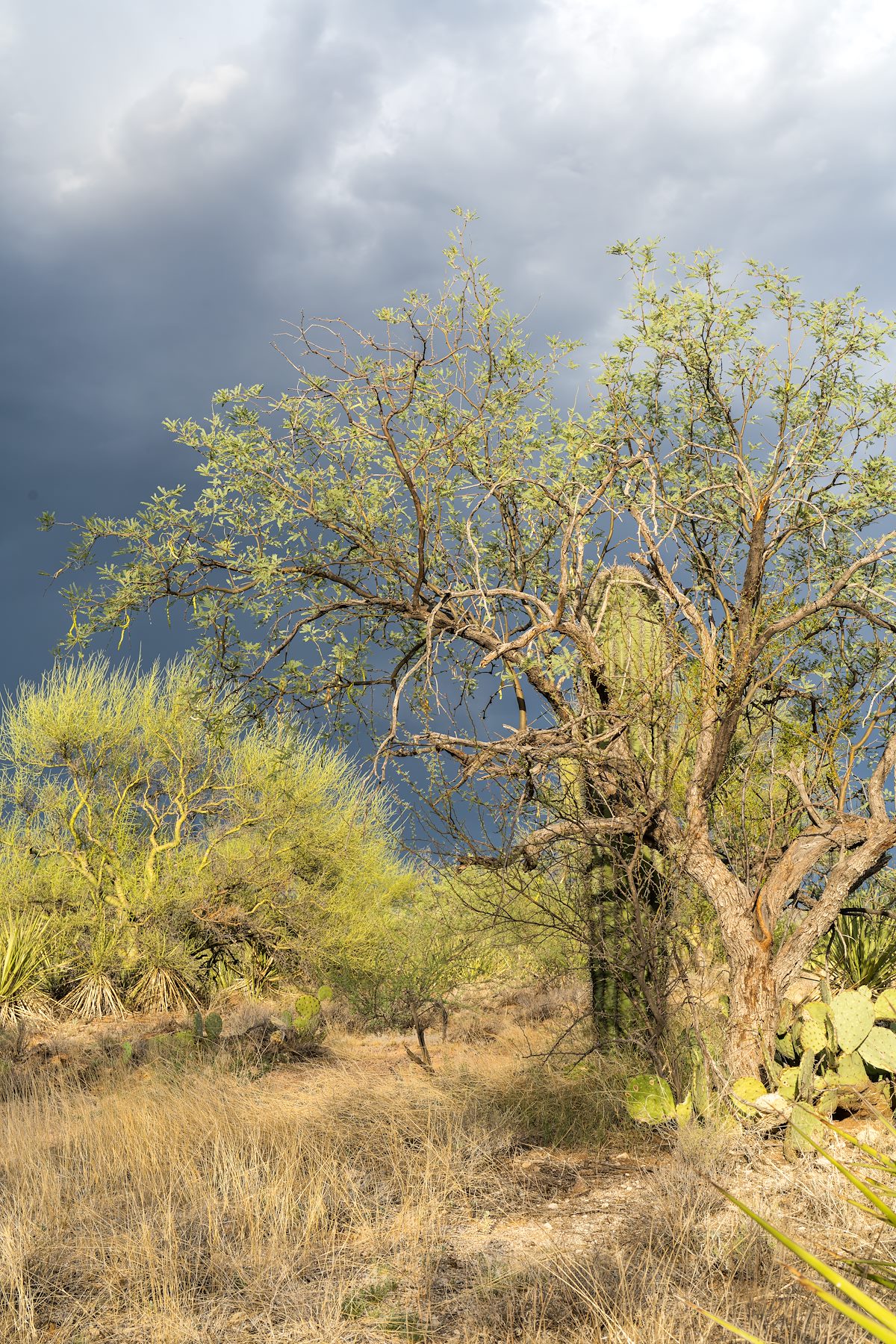 2022 July Mesquite and Saguaro