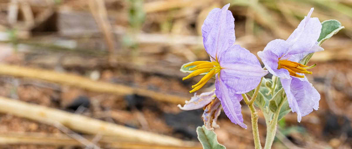 2022 July Nightshade near Pistol Hill Road 01