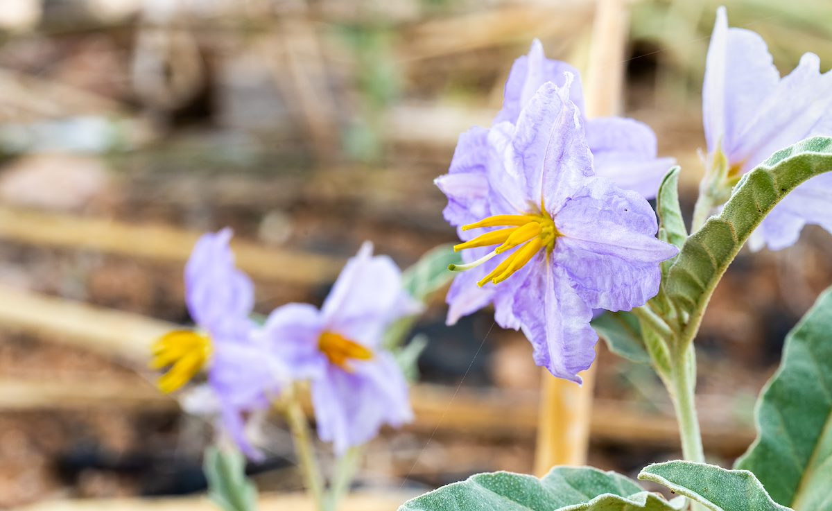 2022 July Nightshade near Pistol Hill Road 02