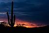 2022 July Saguaro and Sunset