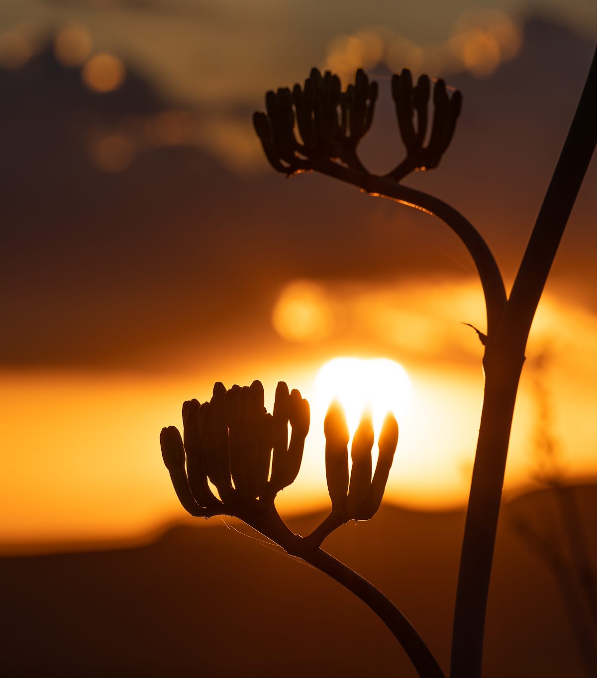 2022 June Sunlit Palmer Agave Buds