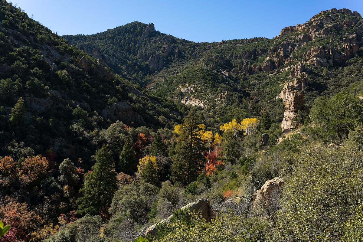 2022 November Aspen in Ash Creek Below Bassett Peak