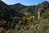 2022 November Aspen in Ash Creek Below Bassett Peak