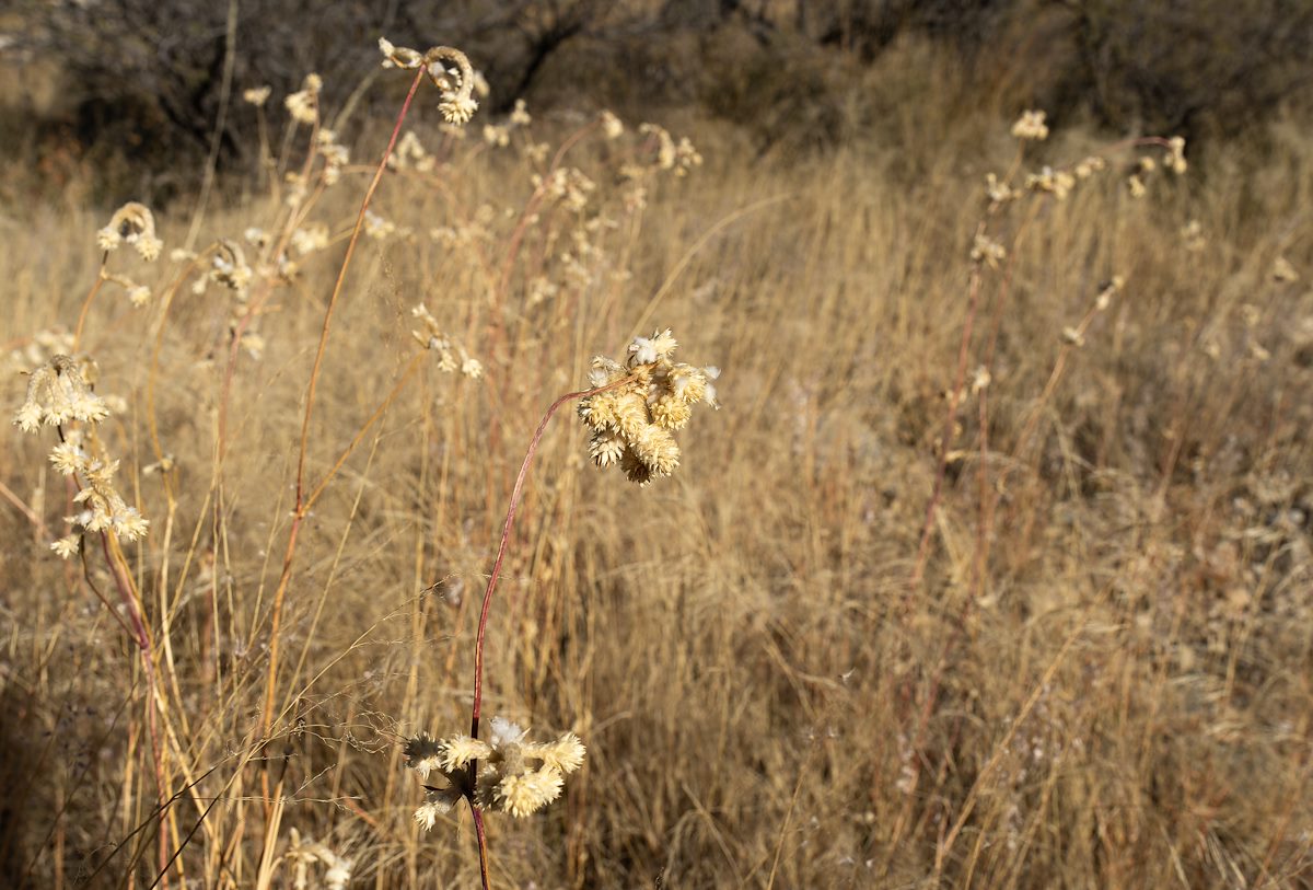 2022 November Buckwheat