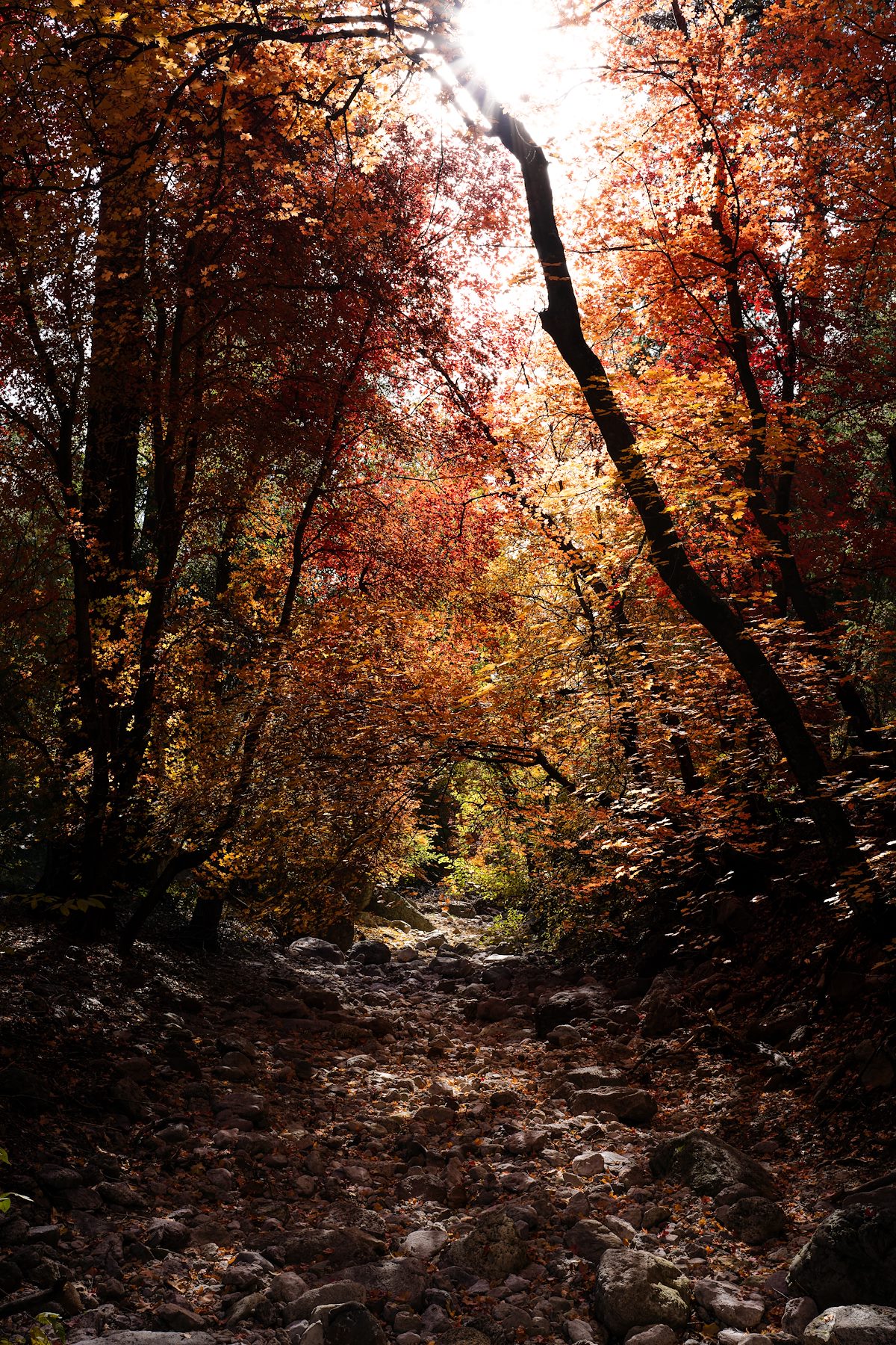 2022 November Fall Color in Ash Creek 03