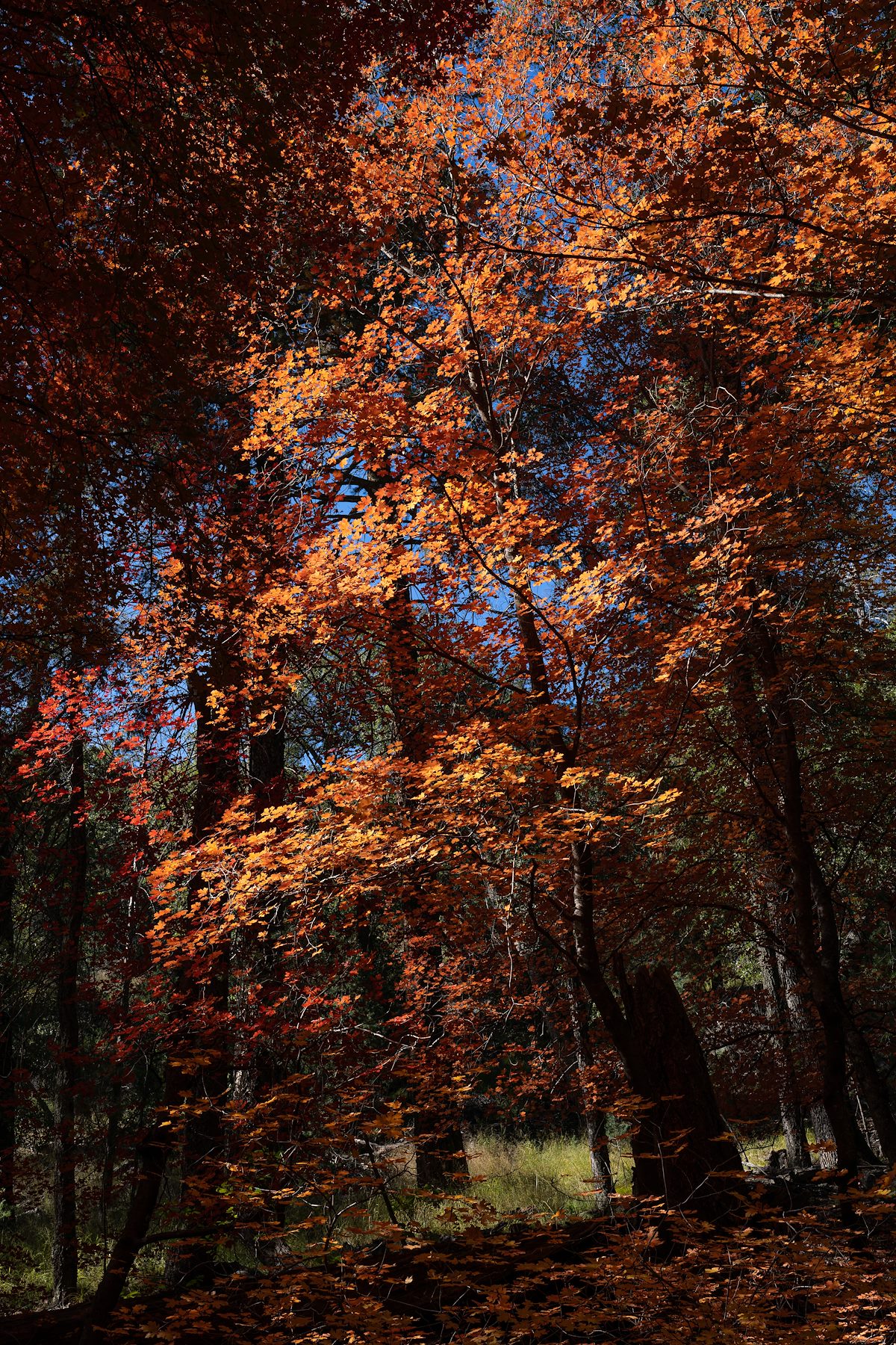 2022 November Fall Color in Ash Creek 04