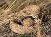 2023 April Rattlesnake on the Banks of Rincon Creek