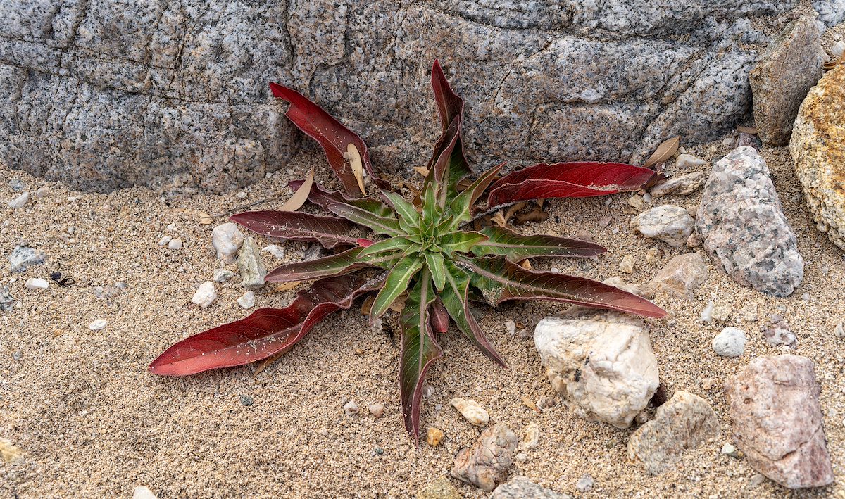 2023 December Canyon Starfish