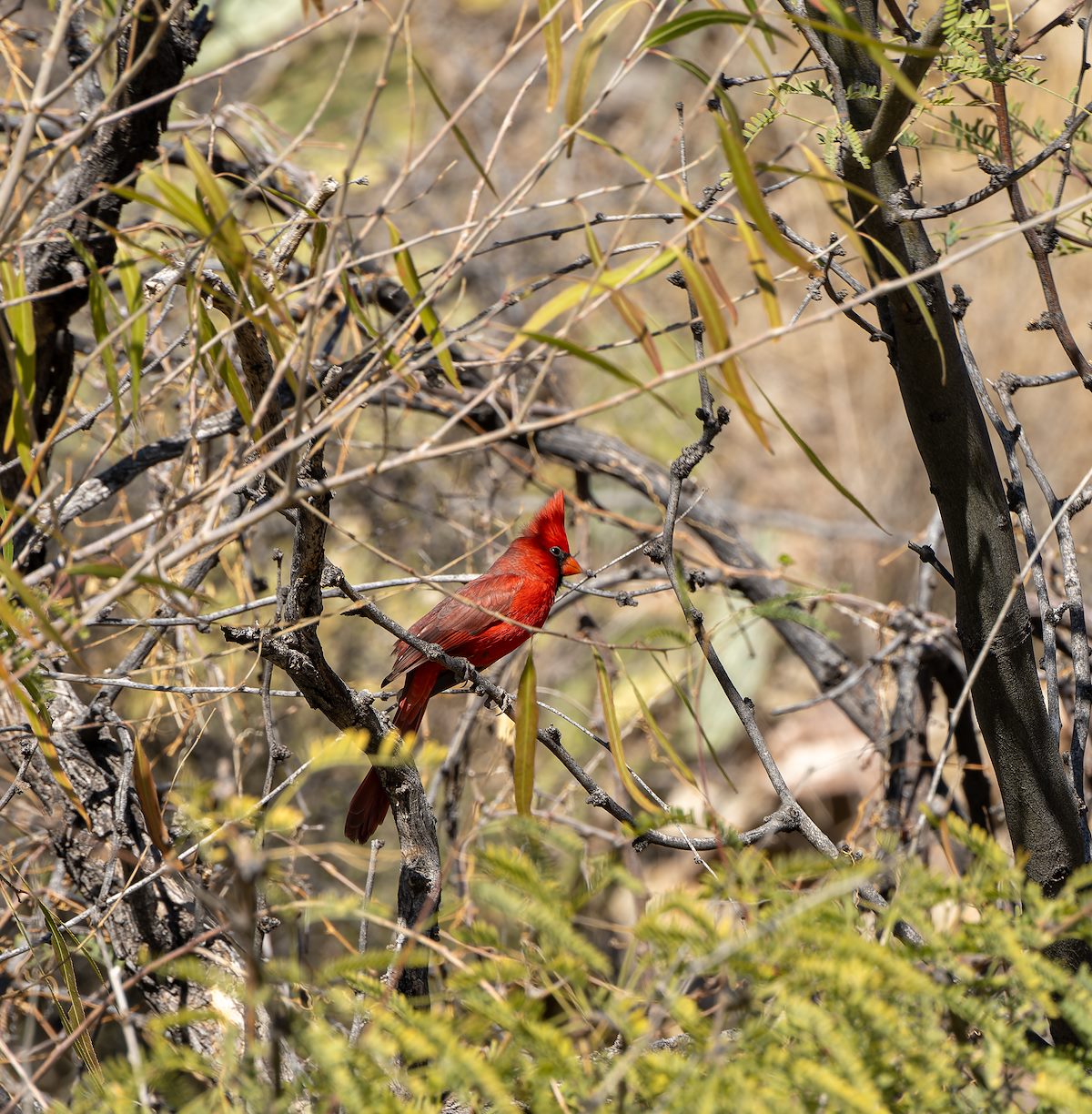 2023 December Cardinal