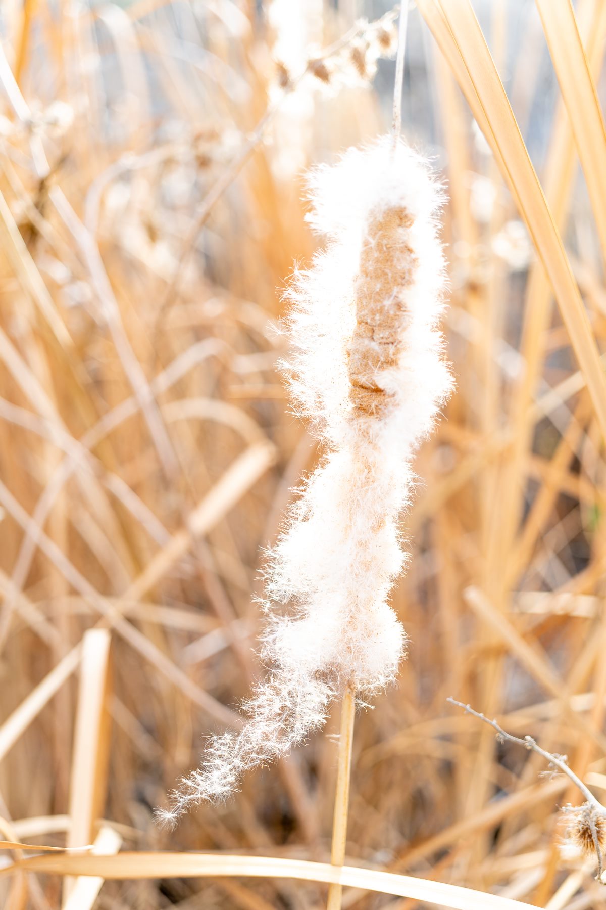 2023 December Cattail