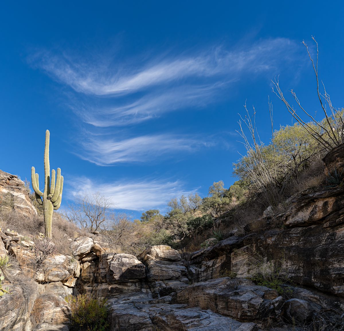 2023 December Clouds Bending Around Saguaro