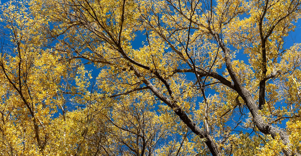 2023 December Fall Color in Colossal Cave Mountain Park