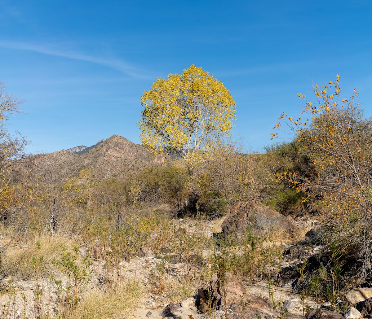 2023 December Lone Cottonwood with the Rincon Mountains in the Background