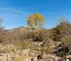 2023 December Lone Cottonwood with the Rincon Mountains in the Background