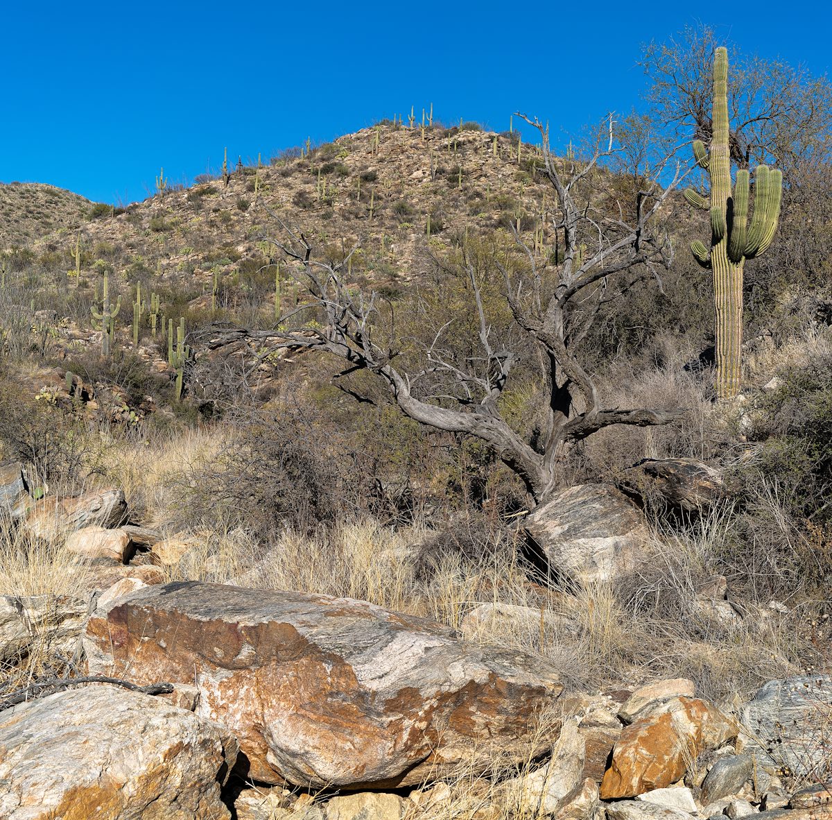 2023 December Rock, Tree, Saguaro