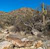 2023 December Rock, Tree, Saguaro