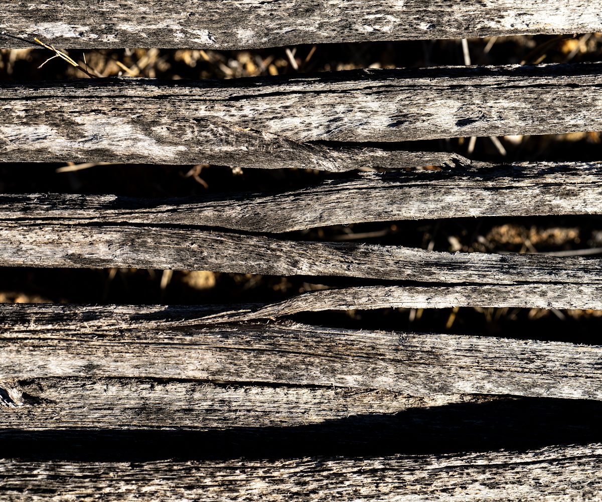 2023 December Saguaro Ribs