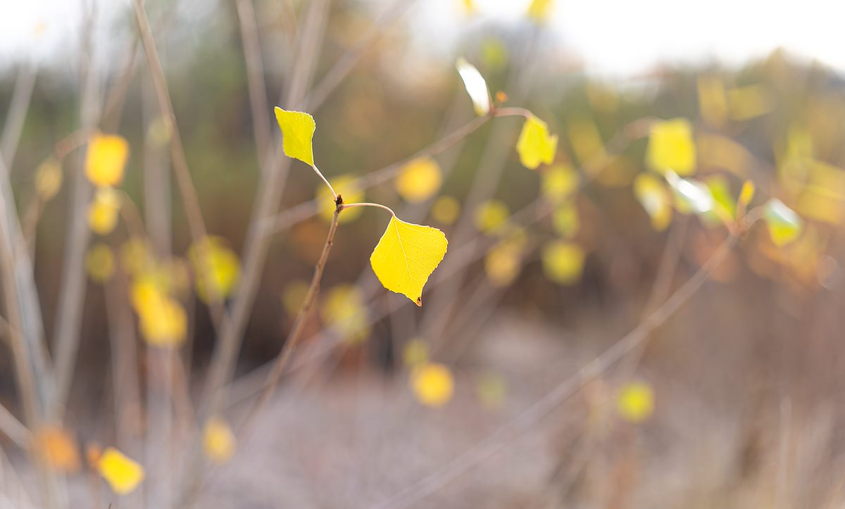 2023 December Scattered Leaves