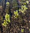 2023 January Plants in Cienega Creek