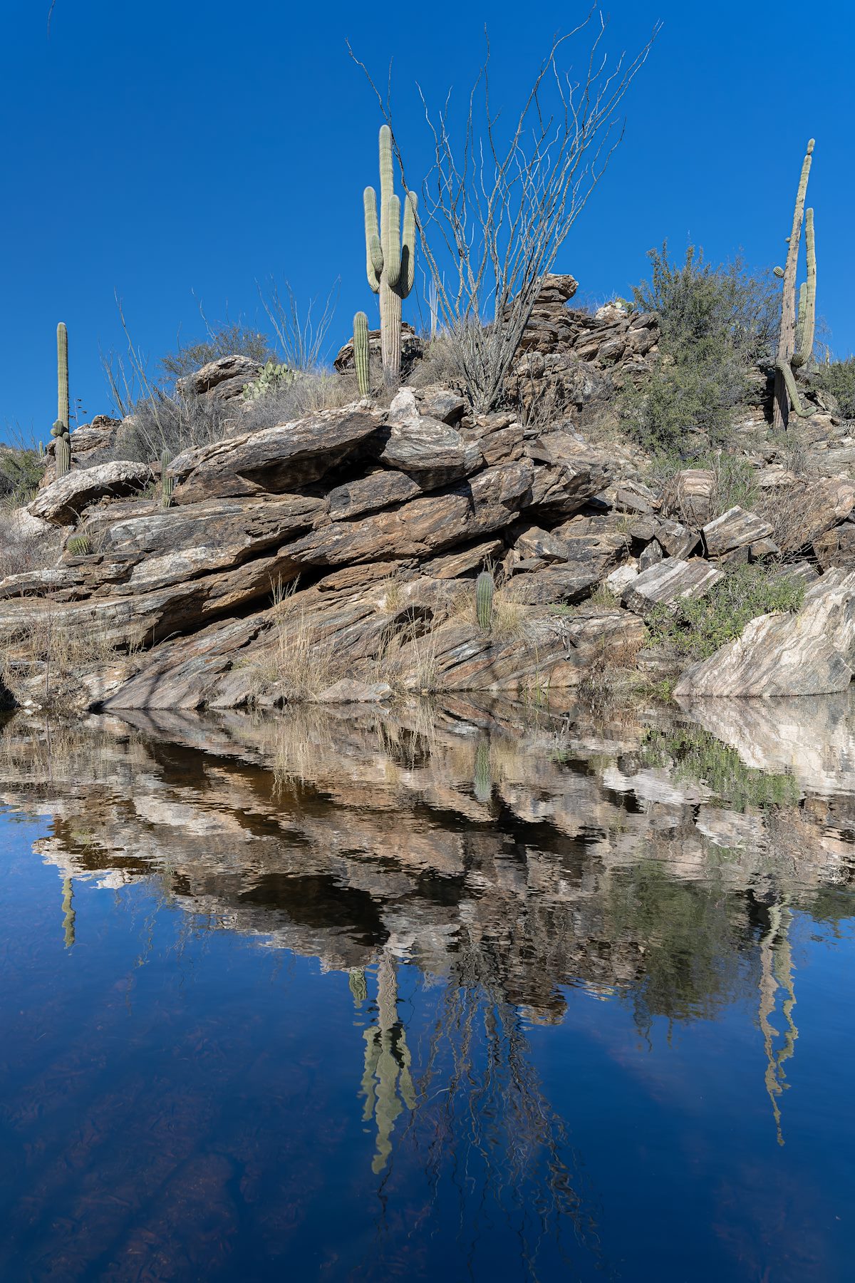 2023 January Reflected Saguaros