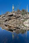 2023 January Reflected Saguaros