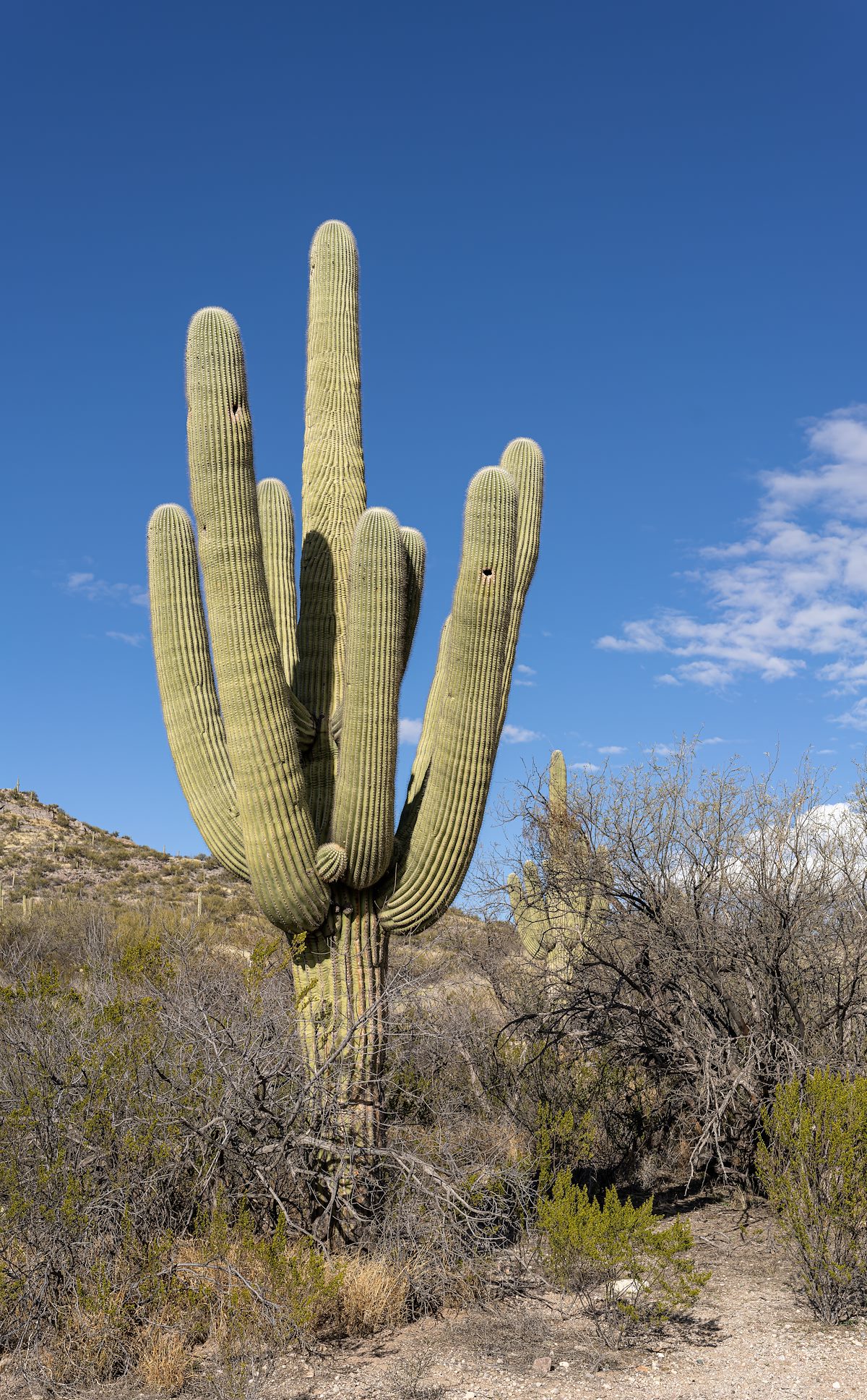 2023 January Saguaro