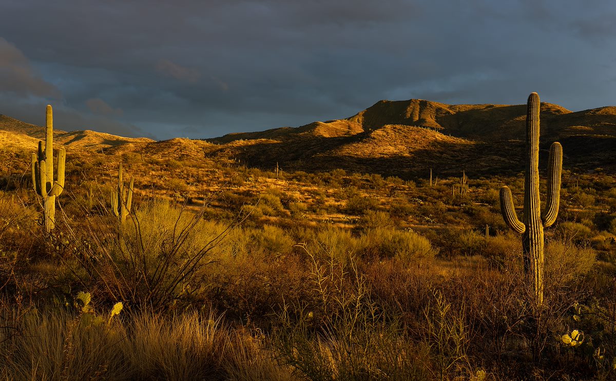 2023 January Saguaros and Cloud Break Light