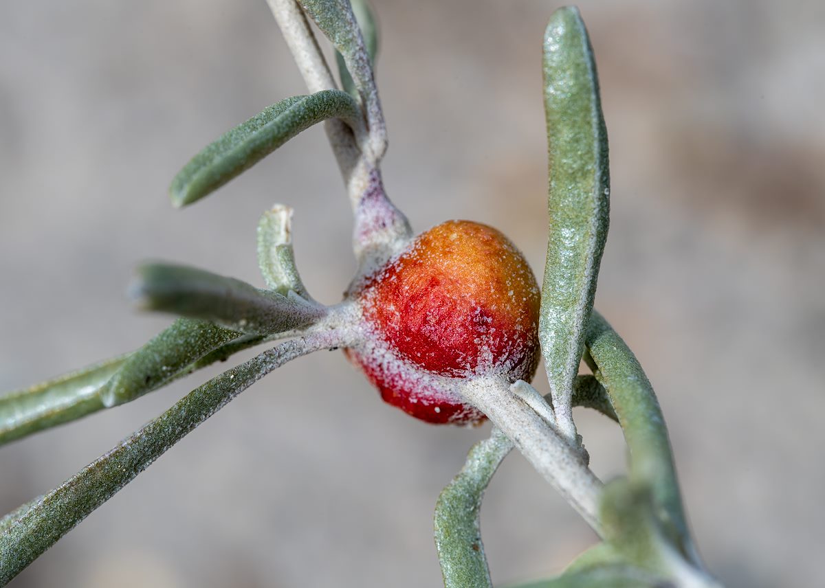 2023 January Salt Bush Gall