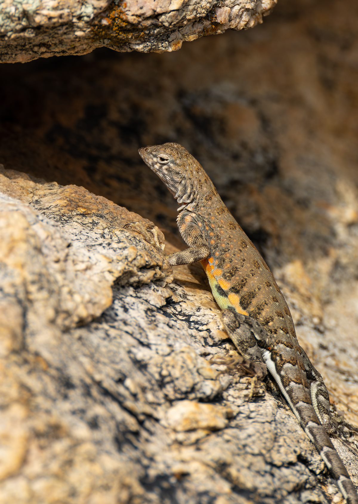 2023 June Greater Earless Lizard