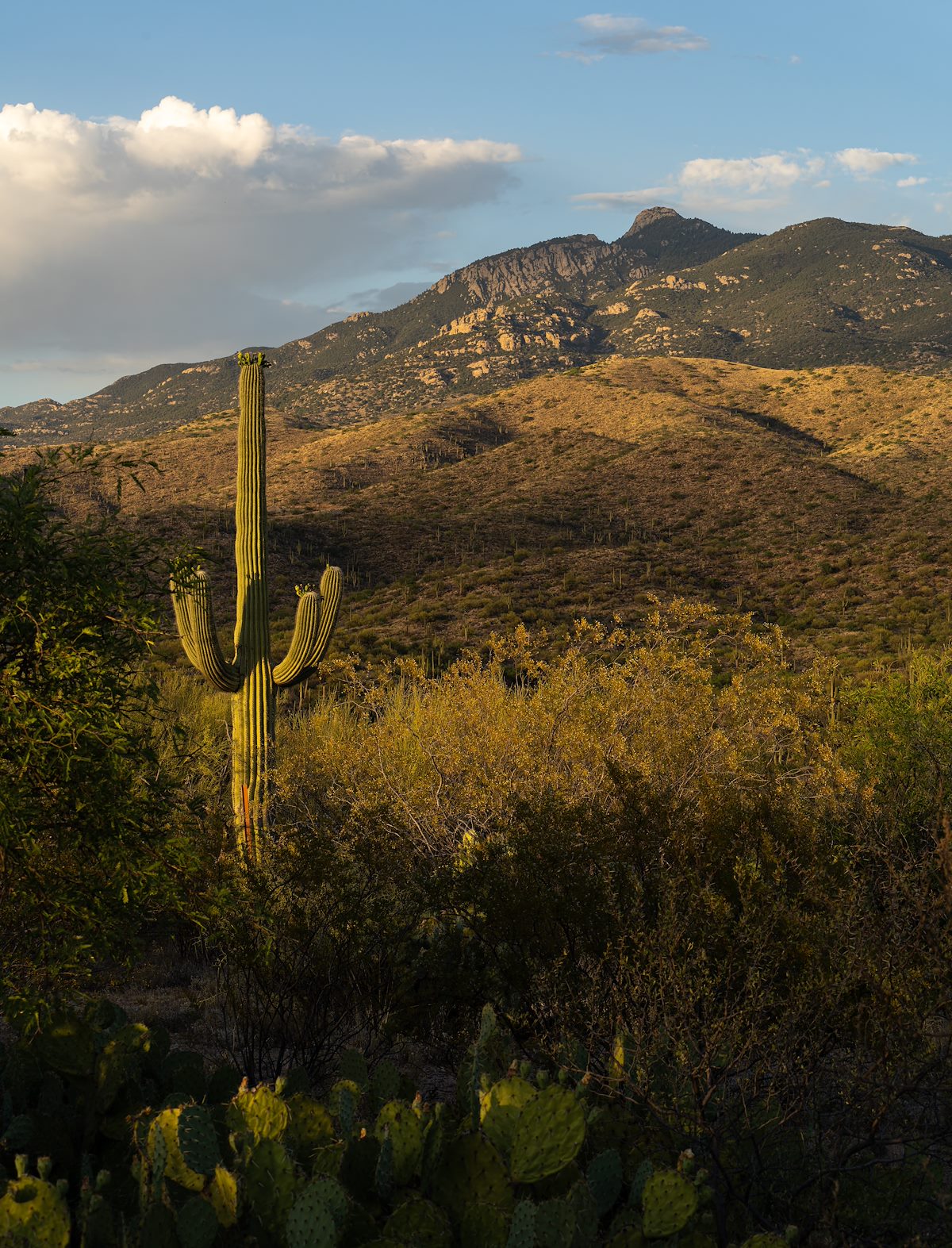 2023 June Late In the Day Near the Arizona Trail Pistol Hill Trailhead