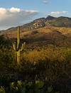 2023 June Late In the Day Near the Arizona Trail Pistol Hill Trailhead